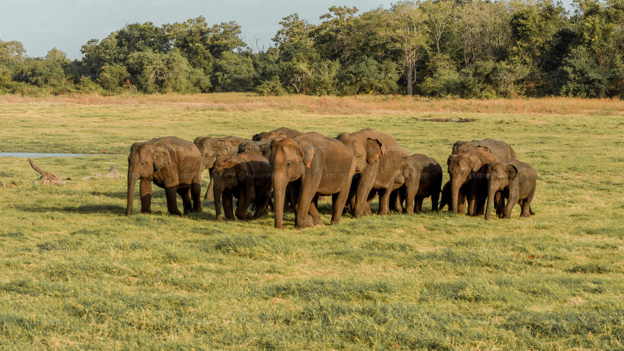 Sigiriya-rots en wilde olifantensafari vanuit Negombo
