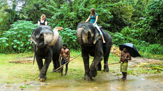 Millennium Elephant Foundation uit Negombo