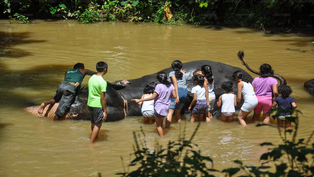 Millennium Elephant Foundation uit Negombo