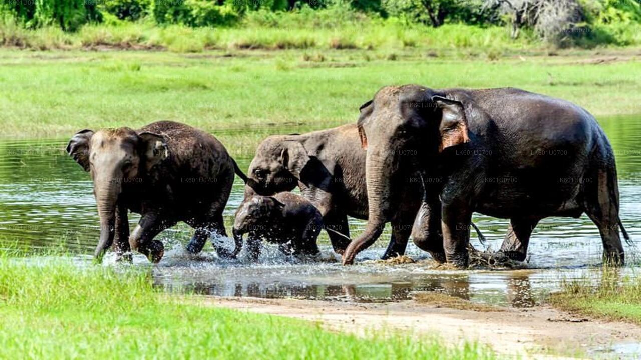 Wasgamuwa Nationaal Park Safari vanuit Polonnaruwa