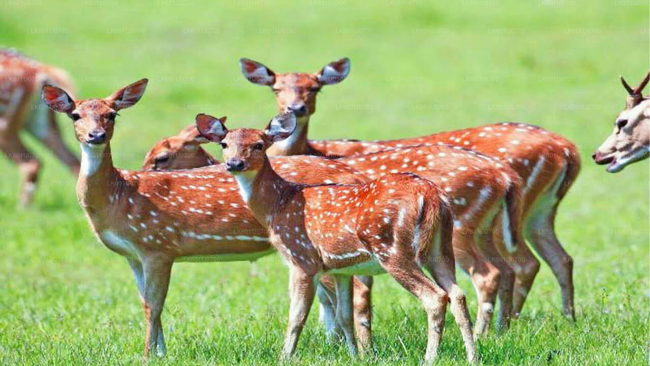 Wasgamuwa Nationaal Park Safari vanuit Polonnaruwa