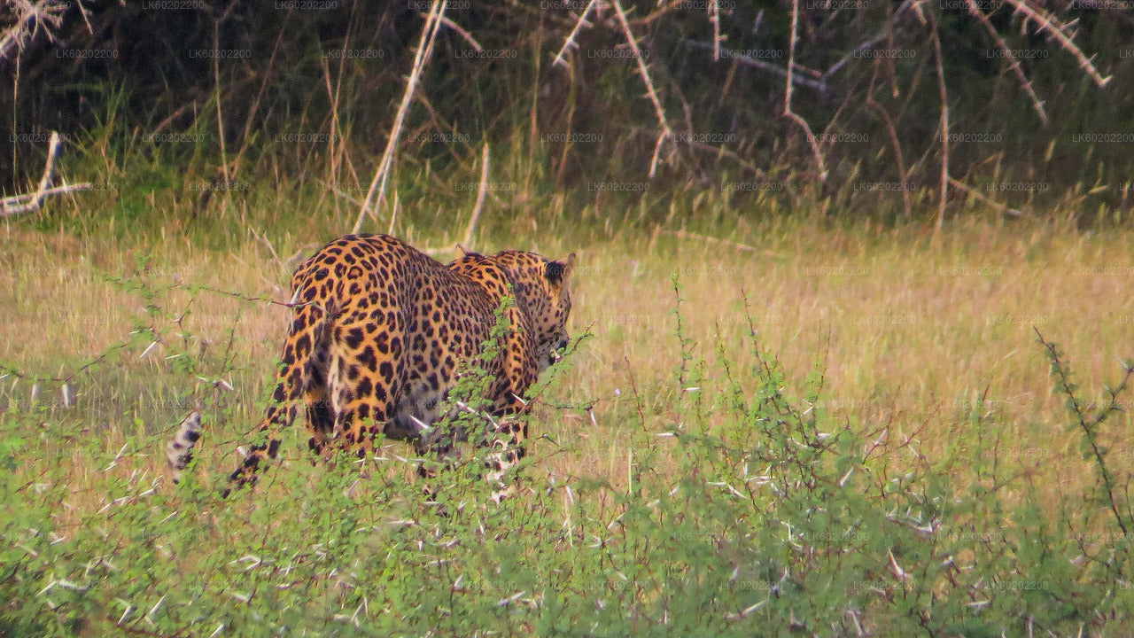 Safari in het nationale park Wilpattu vanuit Sigiriya