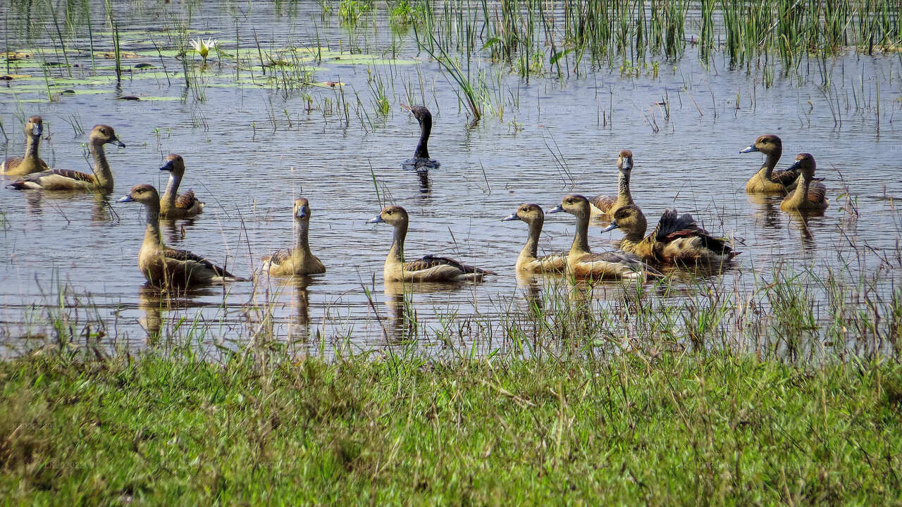 Safari in het nationale park Wilpattu vanuit Sigiriya