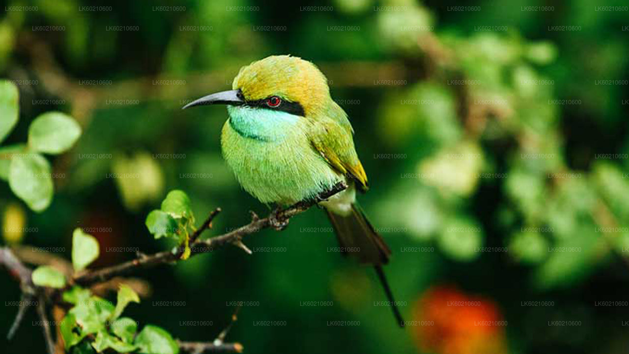 Bundala National Park Safari vanuit Tangalle