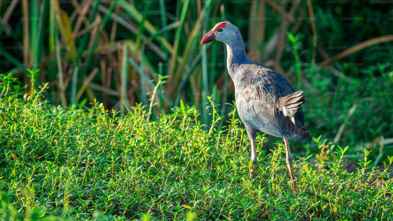 Bundala National Park Safari vanuit Tangalle