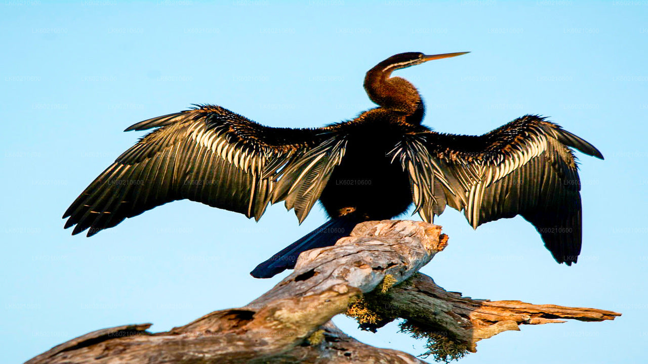 Bundala National Park Safari vanuit Tangalle
