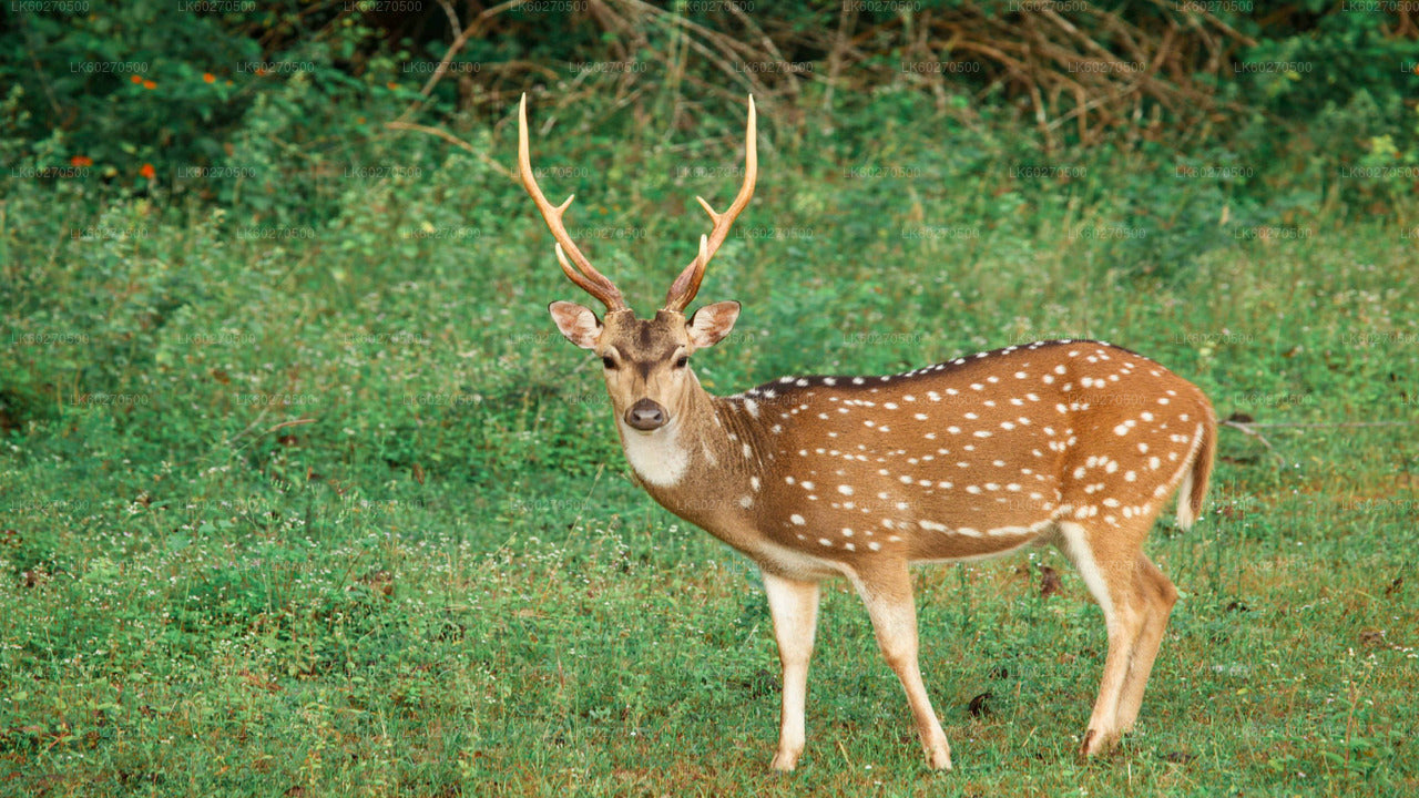 Yala National Park Safari from Dikwella