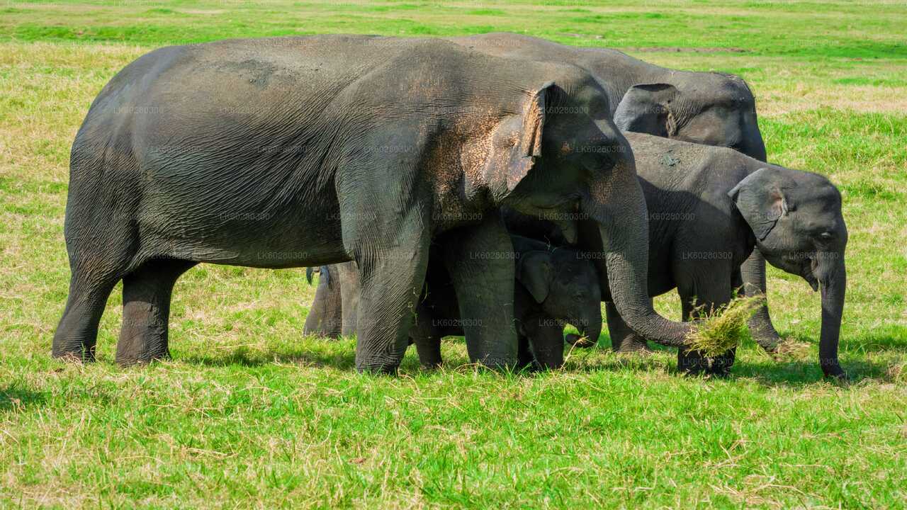 Safari in het nationale park Udawalawe vanuit Hambantota