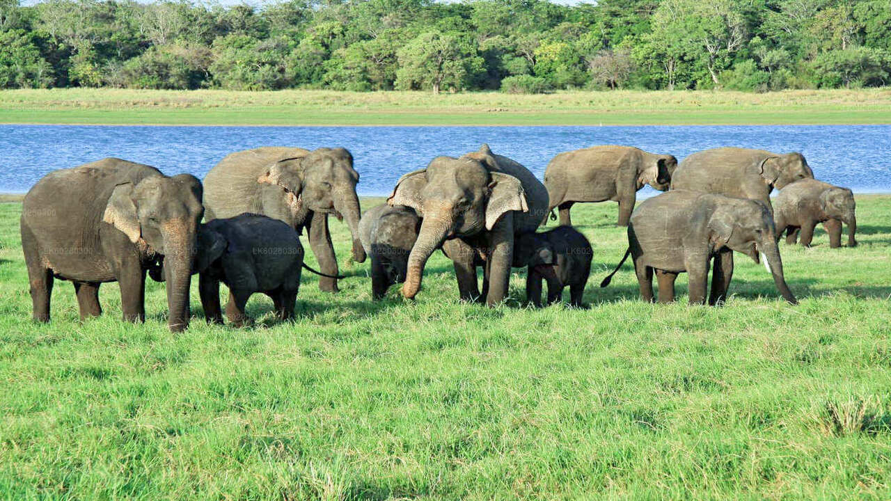 Safari in het nationale park Udawalawe vanuit Hambantota