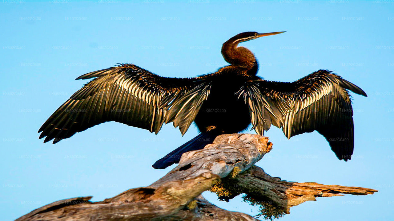Bundala National Park Safari vanuit Weligama