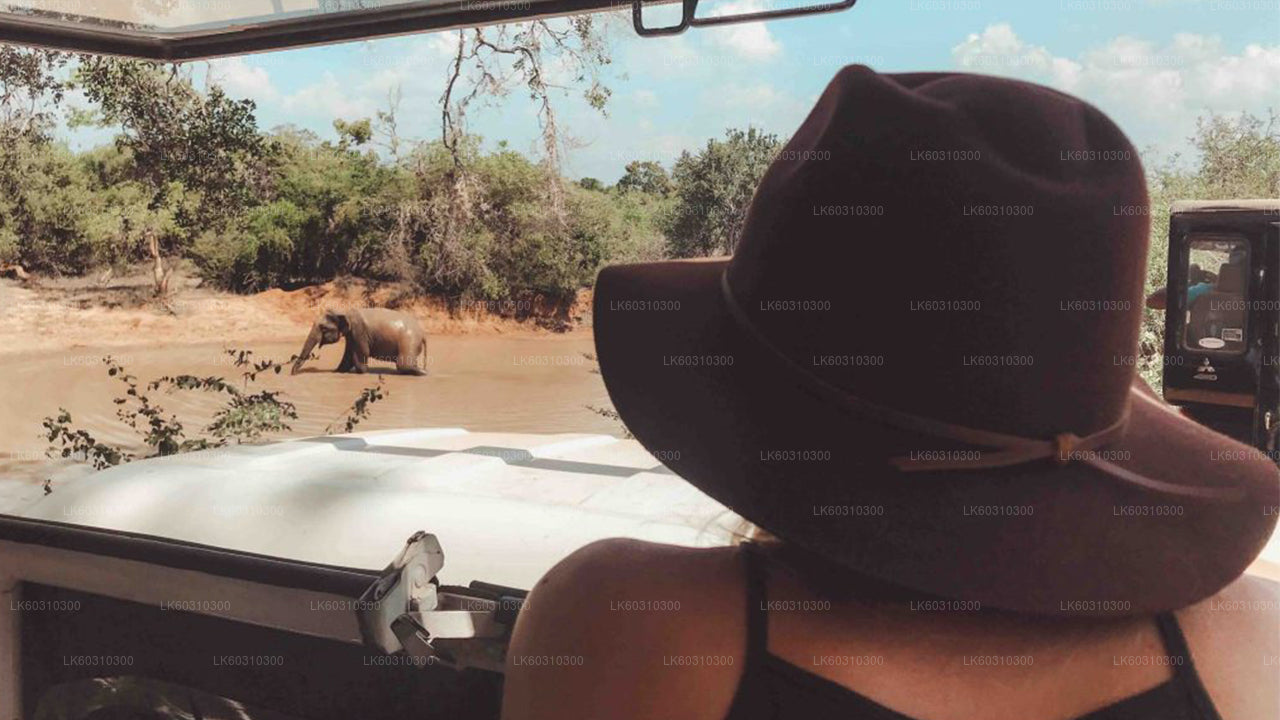 Yala Nationaal Park Safari vanuit Ahangama