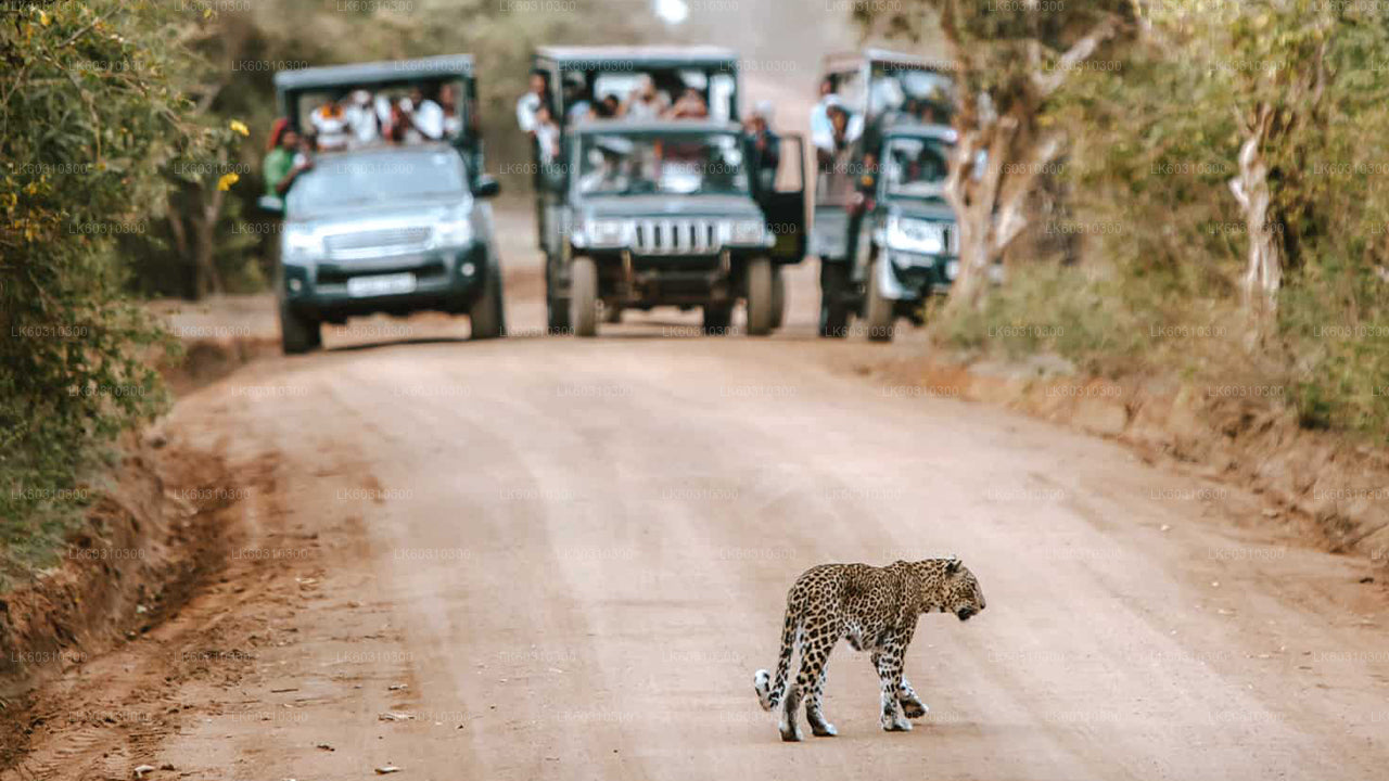 Yala Nationaal Park Safari vanuit Ahangama