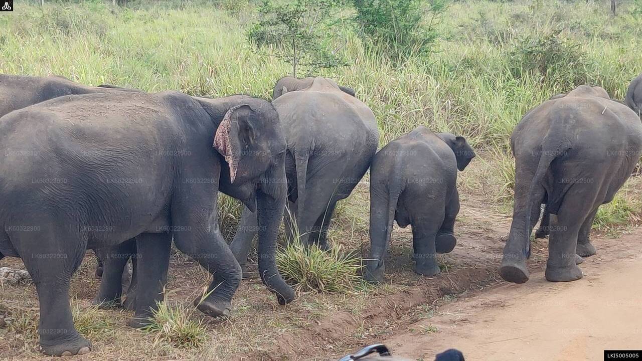 Privésafari in Hurulu Eco Park vanuit Habarana