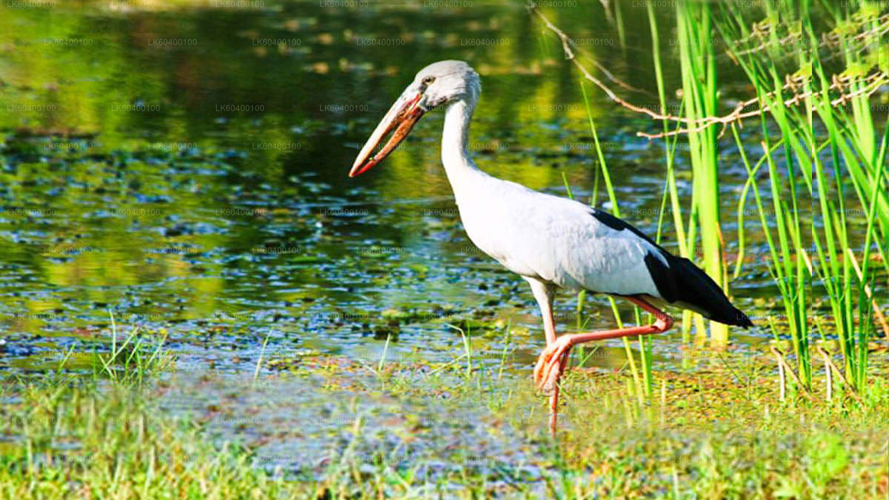 Safari in Nationaal Park Udawalawe vanuit Ahungalla