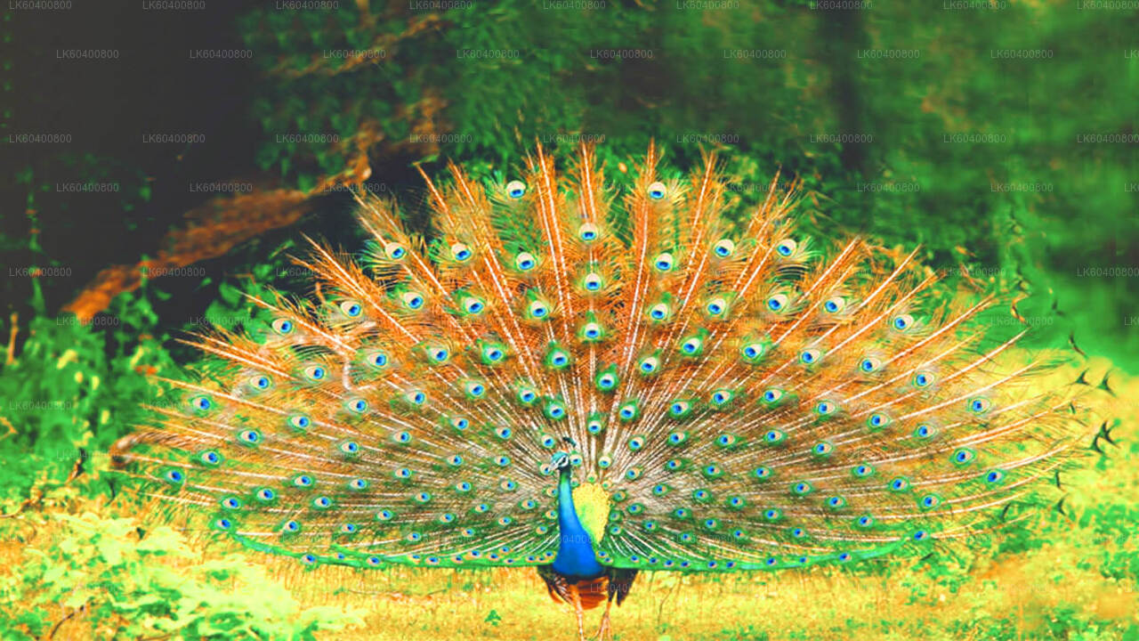 Yala National Park Safari vanuit Ahungalla