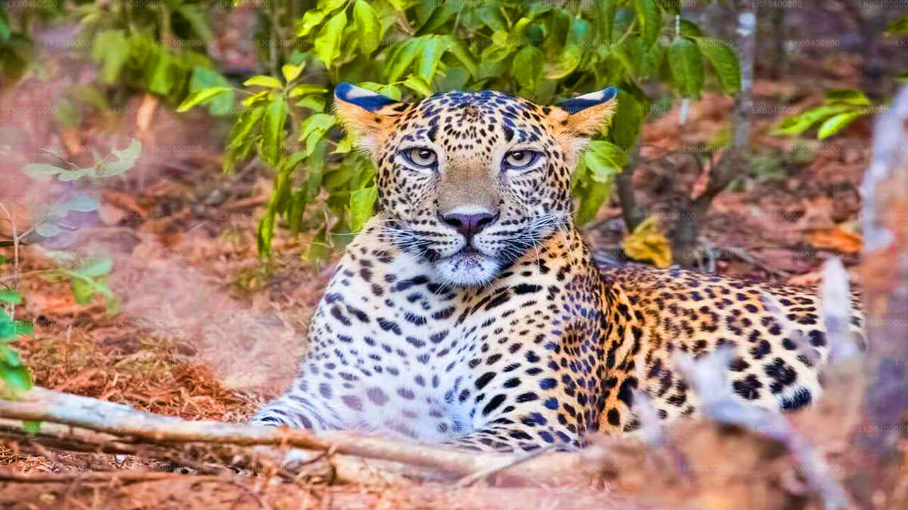 Yala National Park Safari vanuit Ahungalla