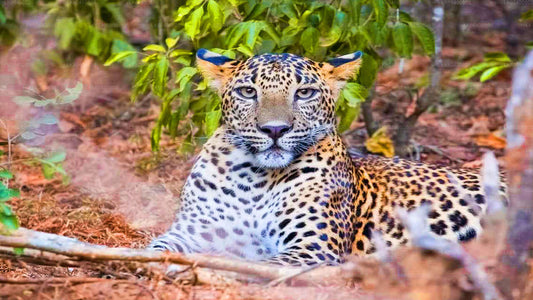 Yala National Park Safari vanuit Ahungalla