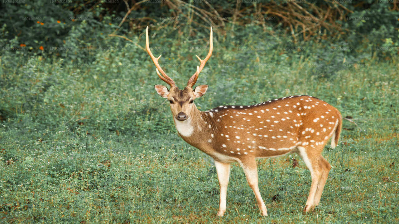 Yala National Park Safari vanuit Ahungalla