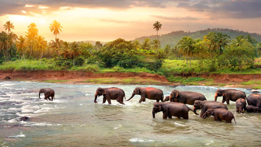 Pinnawala Elephant Orphanage from Mount Lavinia
