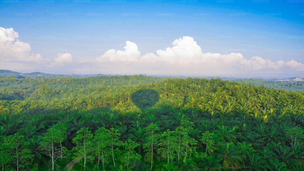 Ballonvaart vanuit Habarana