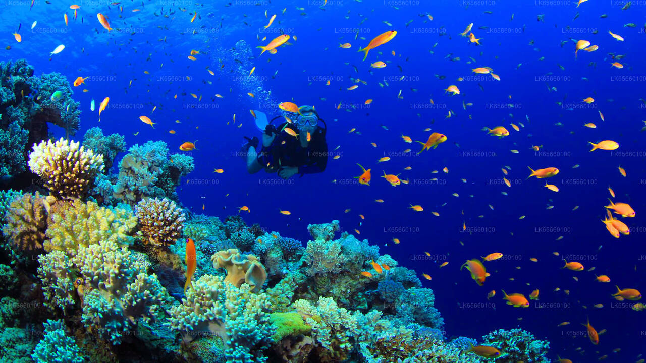 Duiken op Mount Lavinia