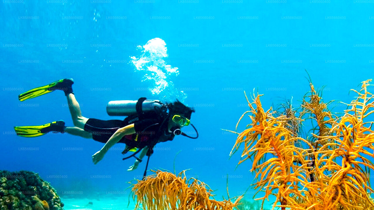 Diving from Mount Lavinia
