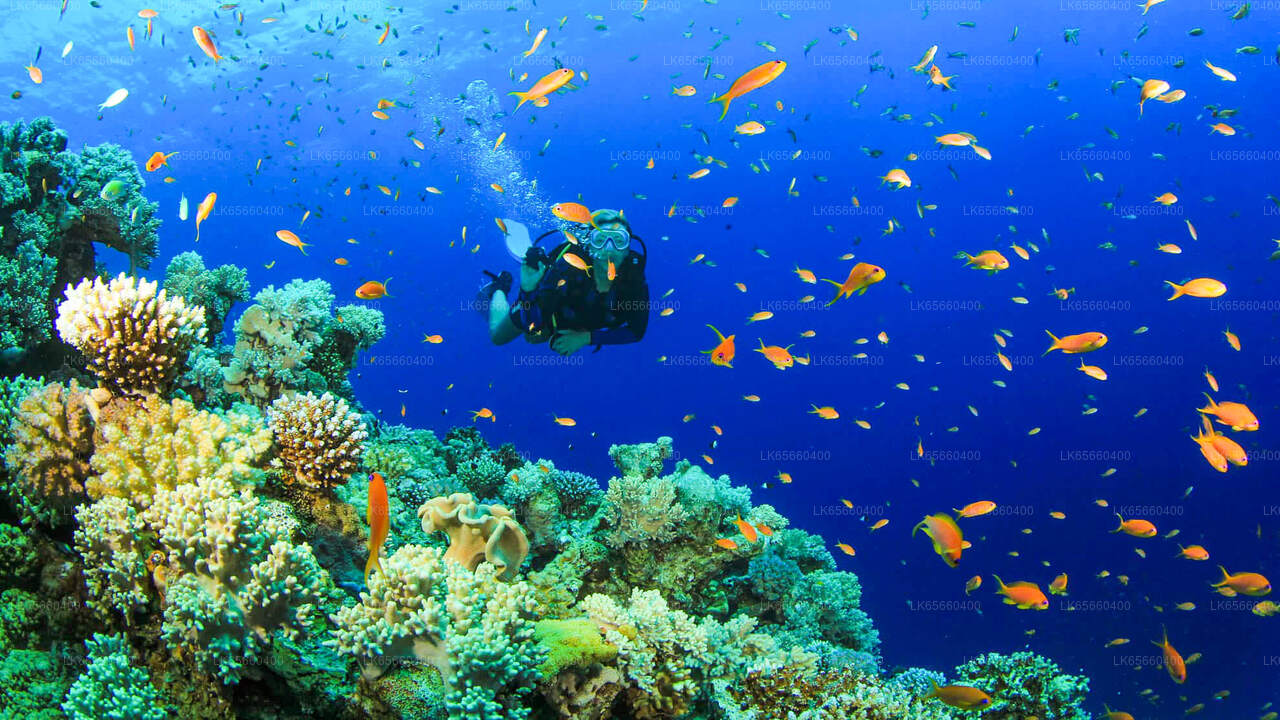 Diving from Mount Lavinia