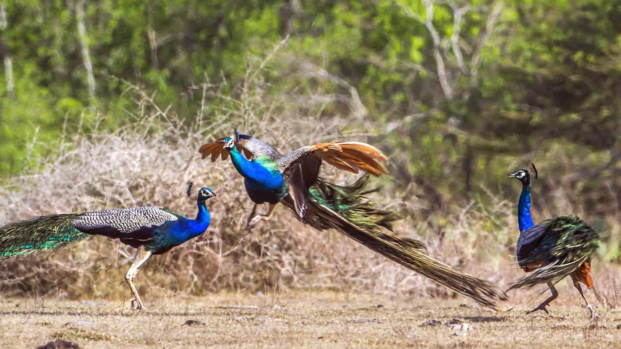 Entreetickets voor het Lunugamvehera National Park