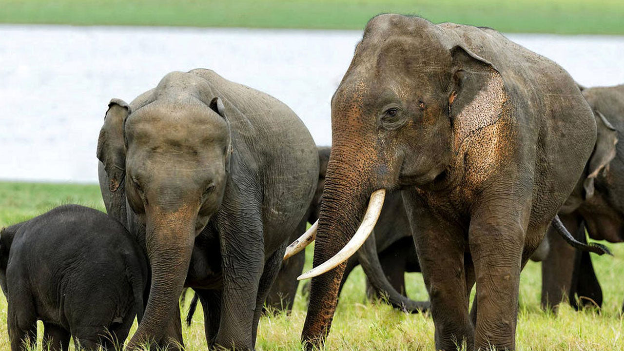 Toegangskaarten voor Kala Wawe National Park