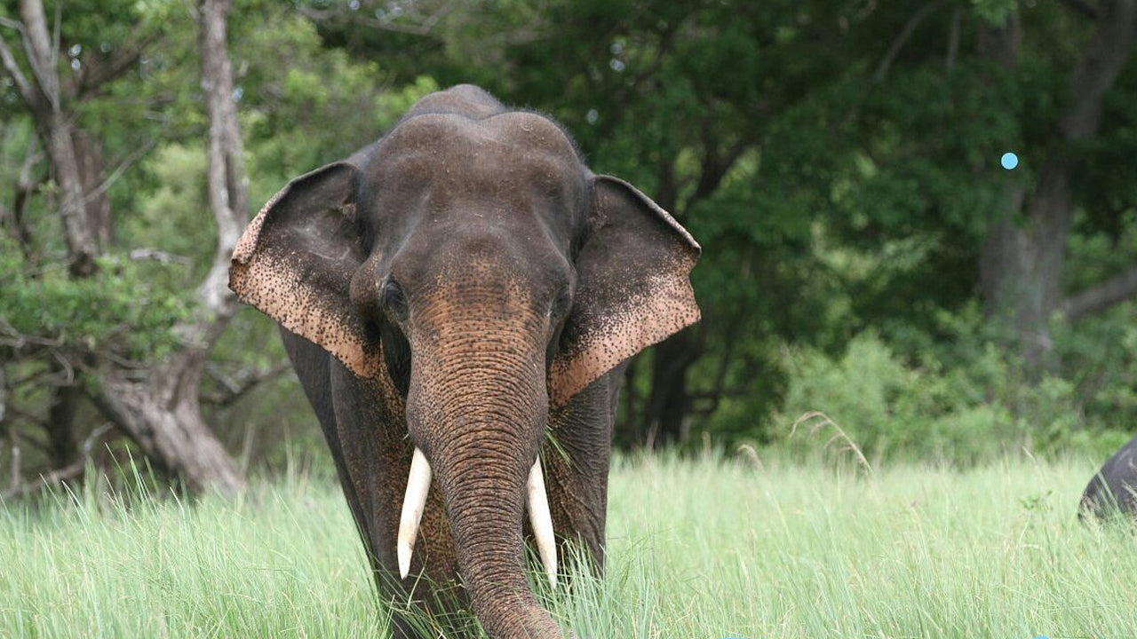 Toegangskaarten voor Kala Wawe National Park