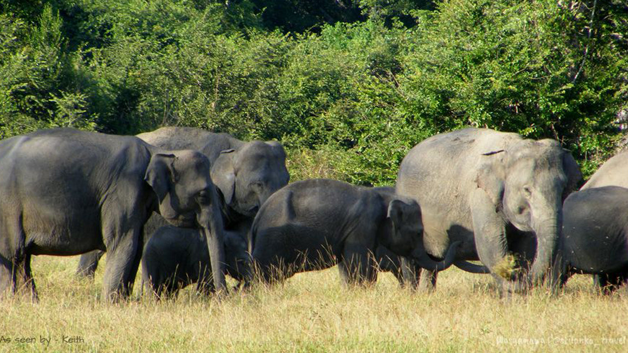 Entreetickets voor Wasgamuwa National Park