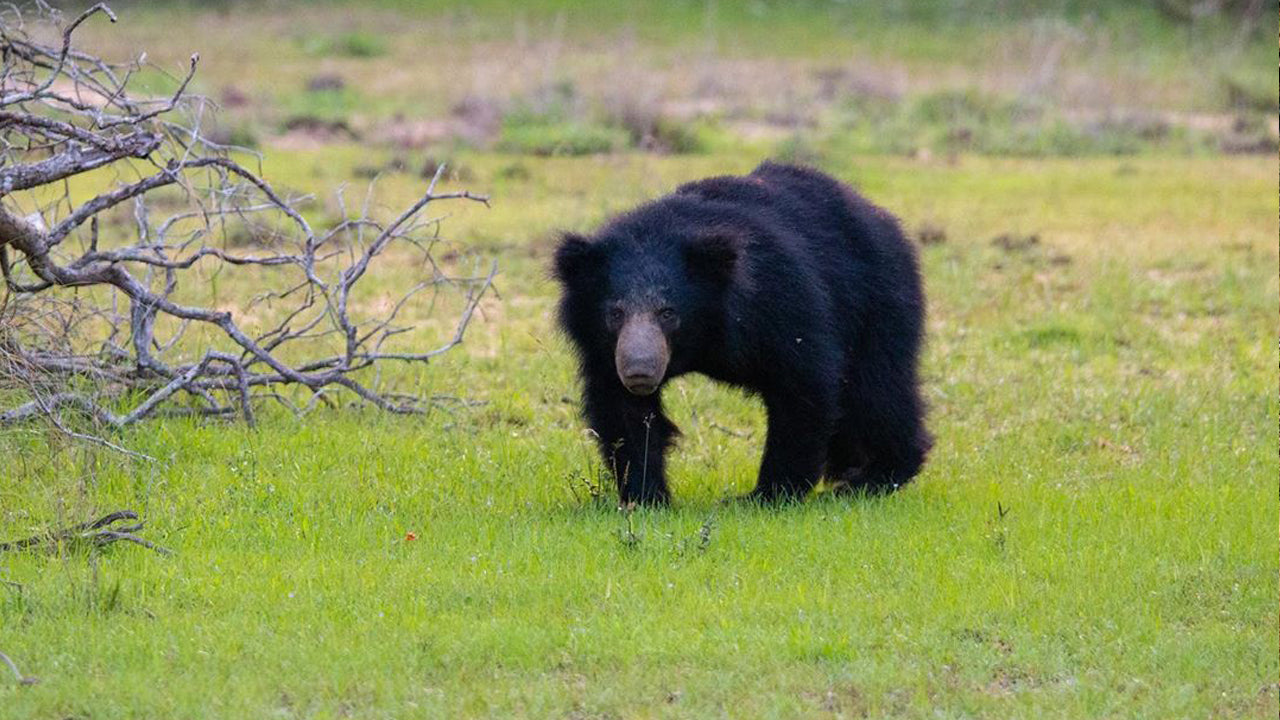Entreetickets voor het Wilpattu National Park