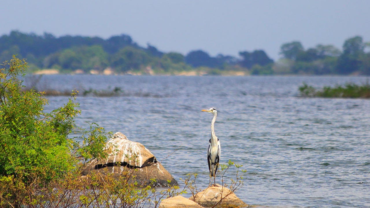 Boot Safari in Gal Oya Nationaal Park