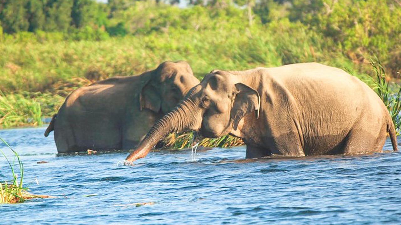Boot Safari in Gal Oya Nationaal Park
