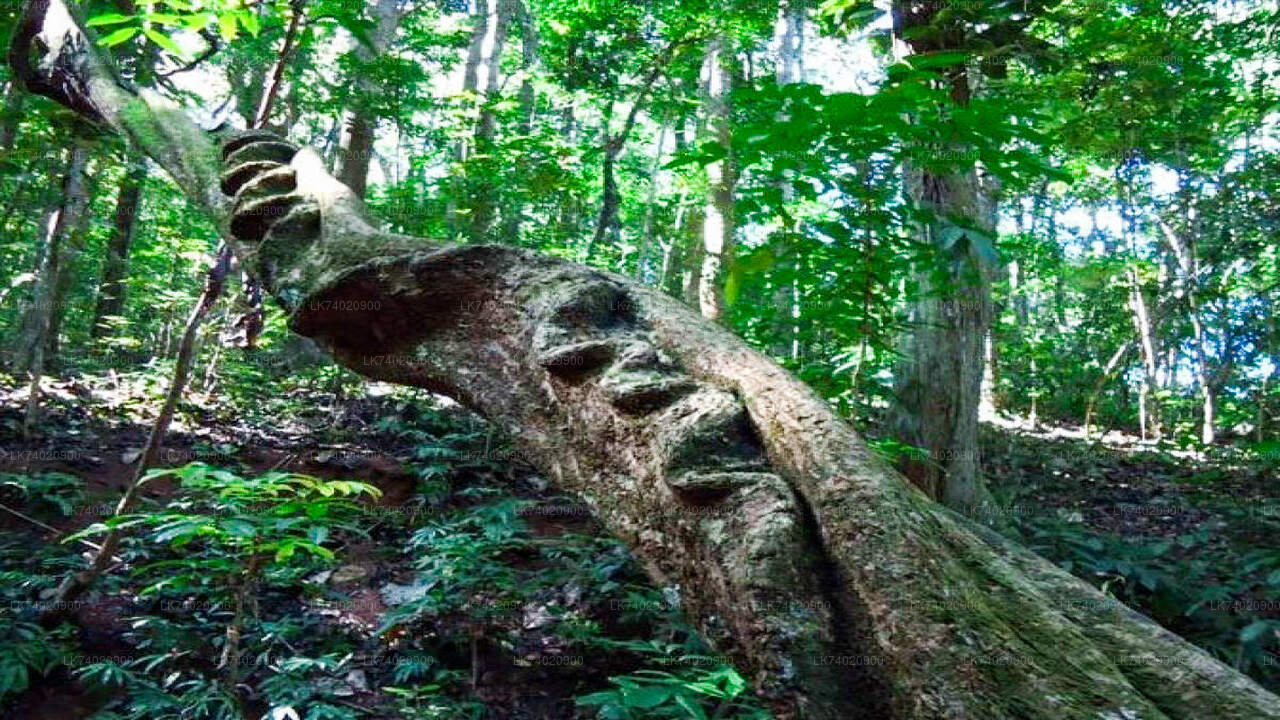 Wandeling door het Udawattakele-bosreservaat vanuit Kandy