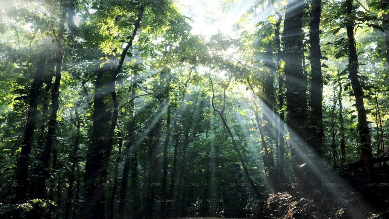 Wandeling door het Udawattakele-bosreservaat vanuit Kandy