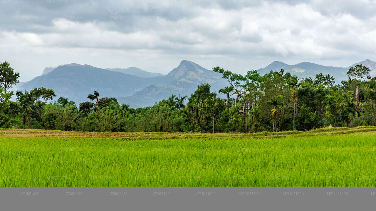 Kehelpothdoruwegala-wandeling vanuit Kandy