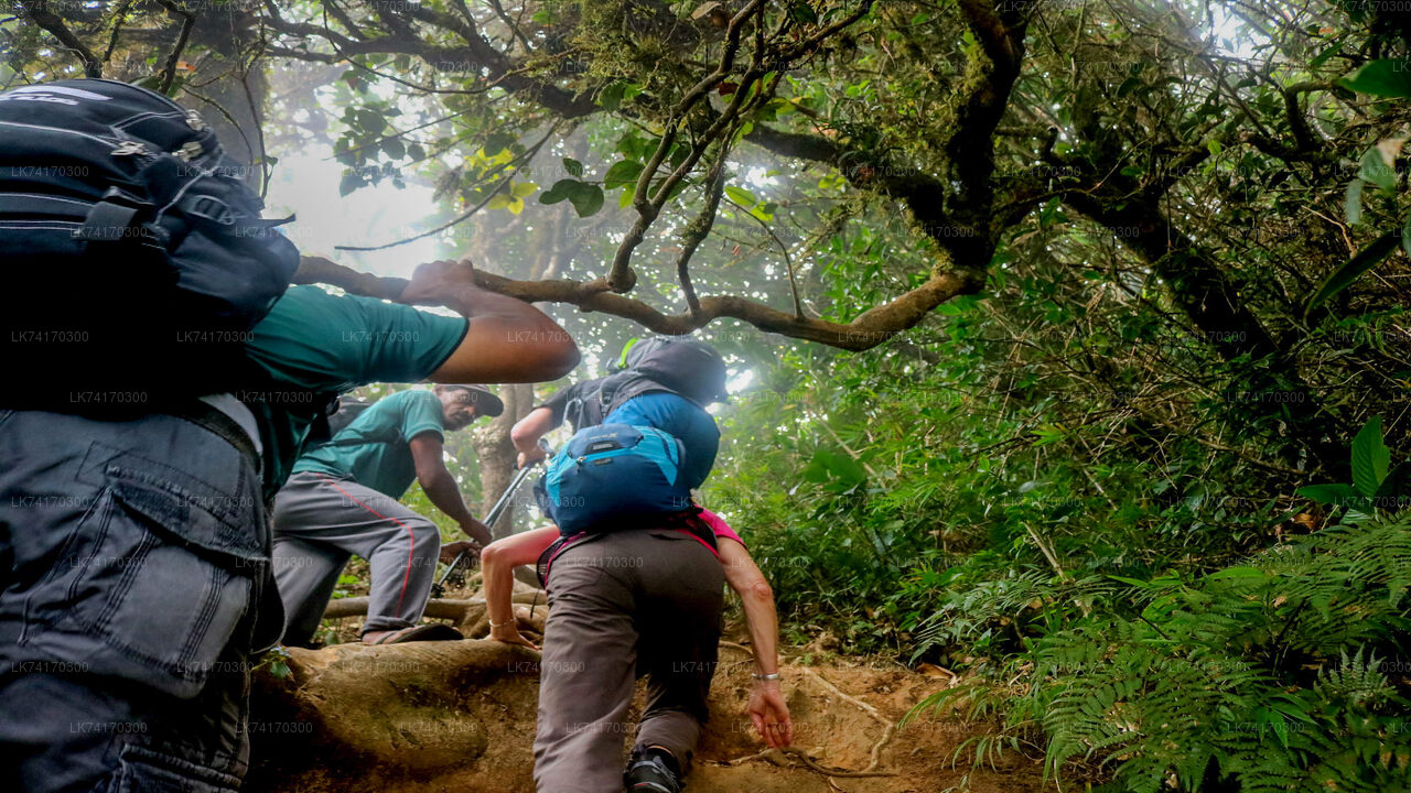 Knuckles Mountain Range Hike from Kandy