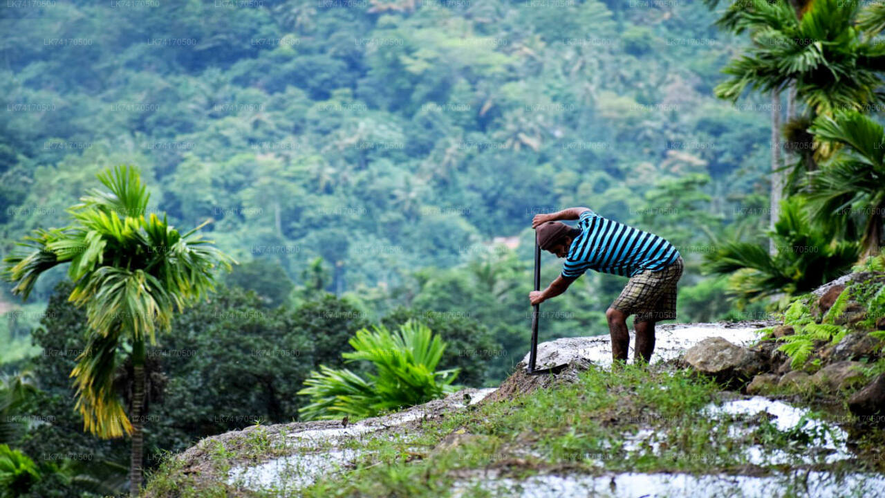 Trekking naar Heeloya Village vanuit Kandy