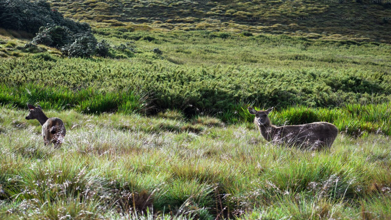Wandeling door Horton Plains National Park vanuit Nuwara Eliya