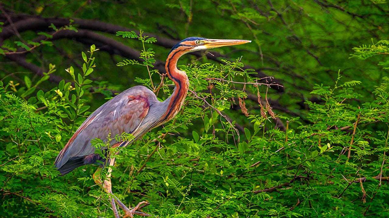 Vogels kijken vanaf een boot in het Kalametiya-reservaat vanuit Tangalle
