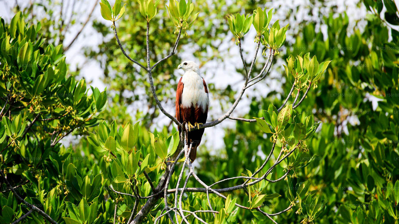 Vogels kijken in Anawilundawa Sanctuary vanuit Kalpitiya