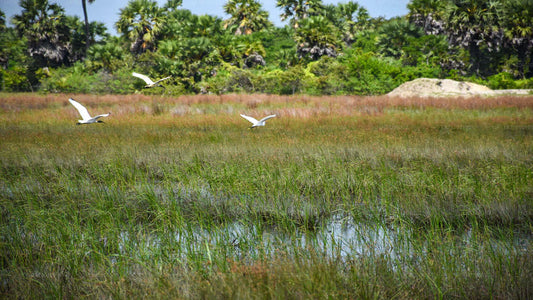 Birdwatching Walk in Sigiriya Countryside