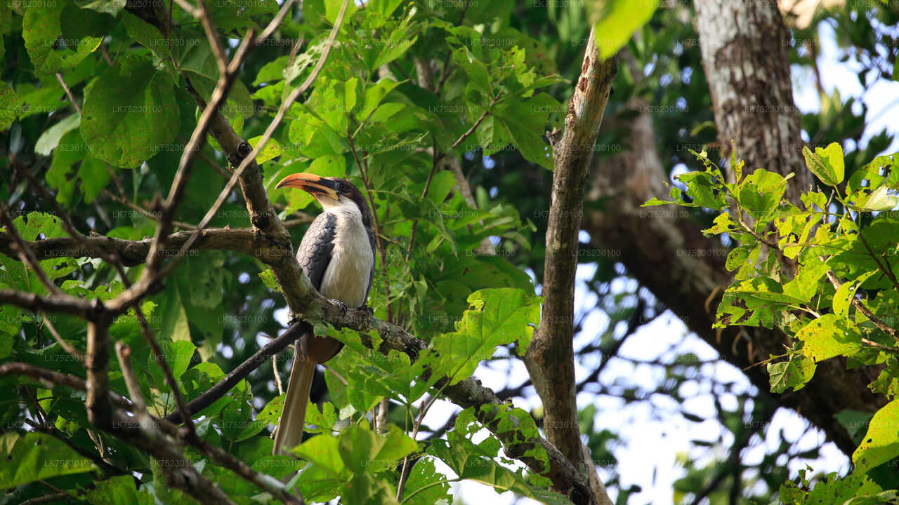 Boottocht om vogels te spotten in Kalametiya Sanctuary