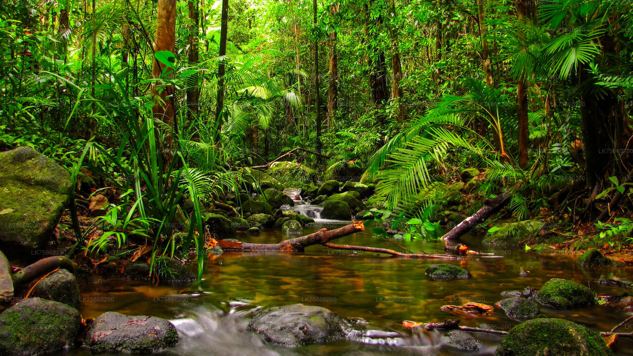Vogels kijken bij Muthurajawela Marsh vanaf Mount Lavinia