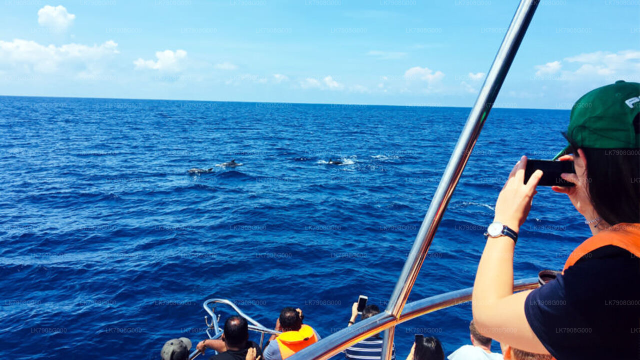 2 nachten cruisevakantie in Mirissa