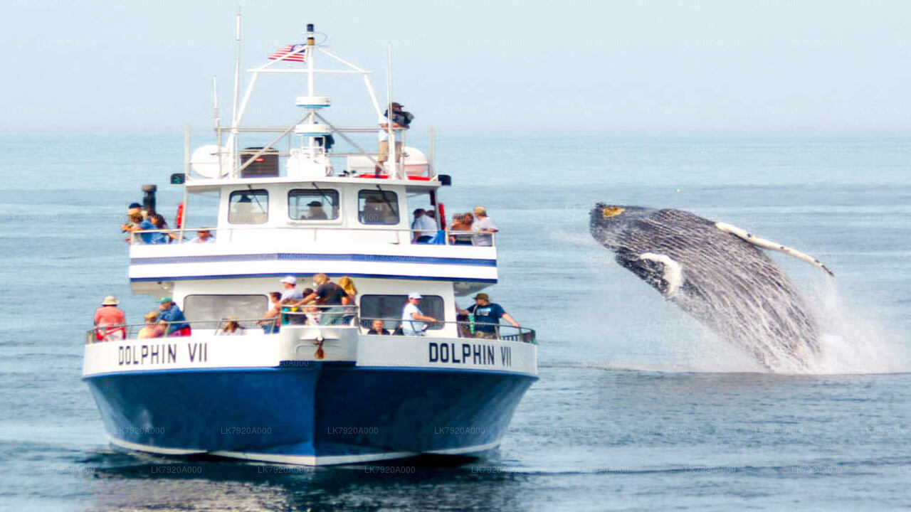Sail to Delft Island