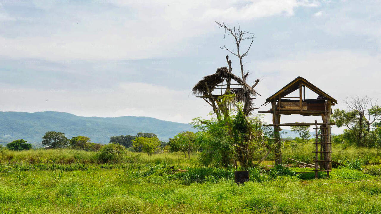 Chena-lunchervaring vanuit Tissamaharama