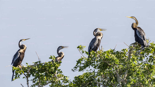 Safari naar Bundala National Park vanuit de zeehaven van Hambantota