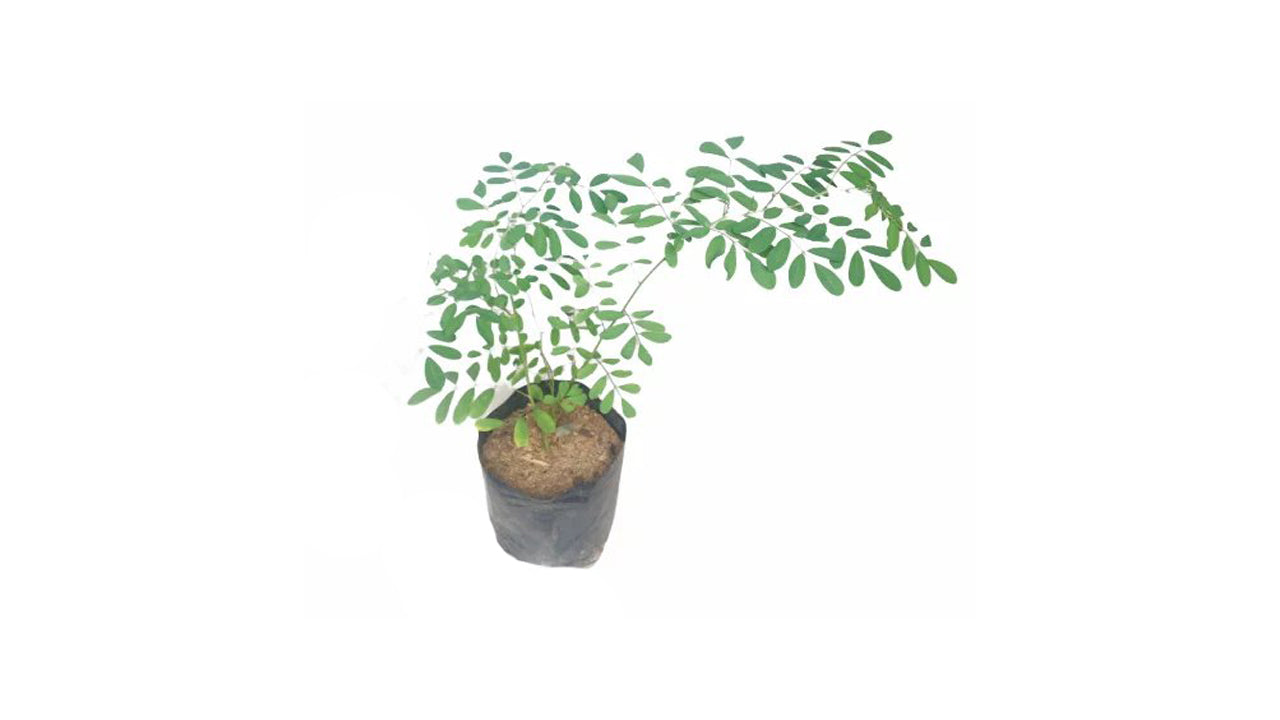 Lakpura Nil Awariya Layered Plant